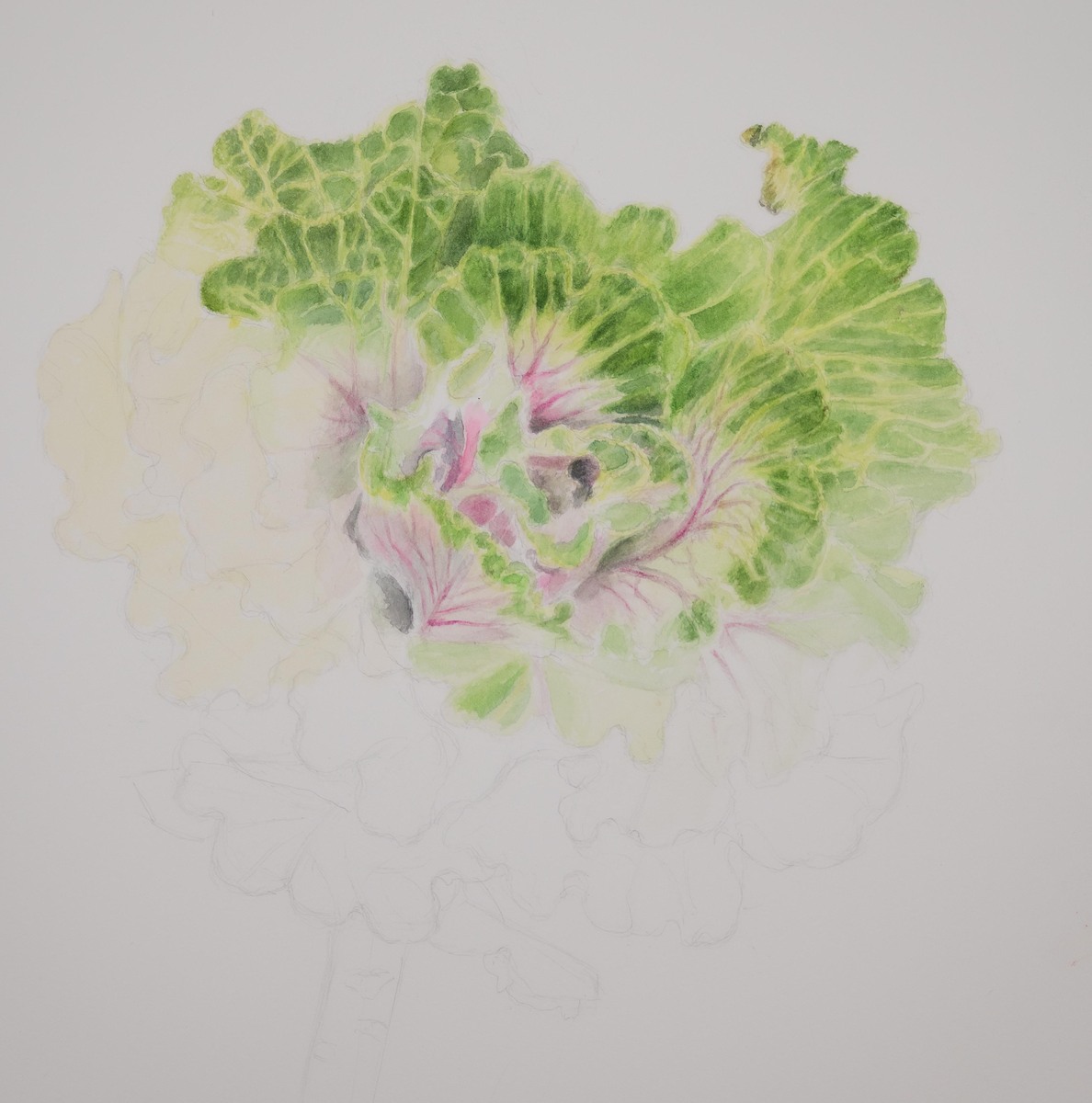 Decorative Kale  12" X 16"  Watercolor on Hot Press Watercolor Paper