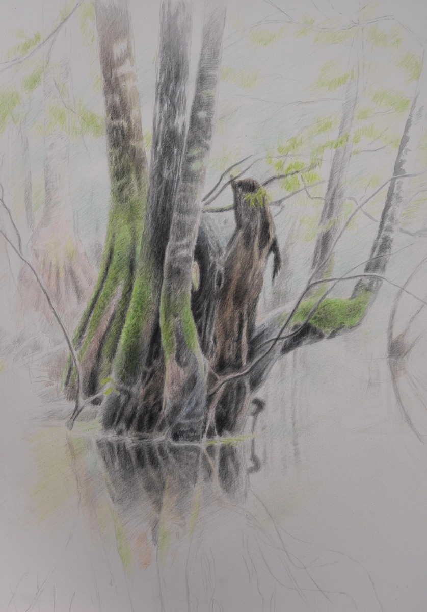 An Old Swamp Tree in Ebenezer Creek, Georgia  12" X 16"  Watercolor, Graphite and Colored Pencils on Hot Press Watercolor Paper