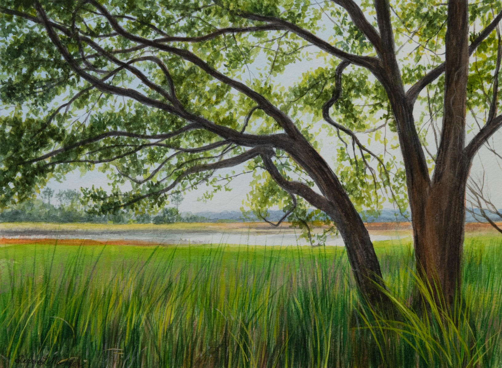 "An Old Oak Tree on the Marsh"  9" X 12"  watercolor and gouache on watercolor paper