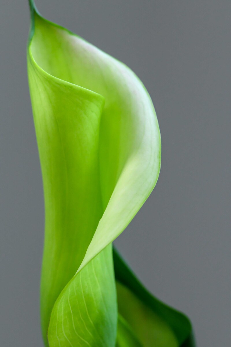 Calla Lily Bud Photograph