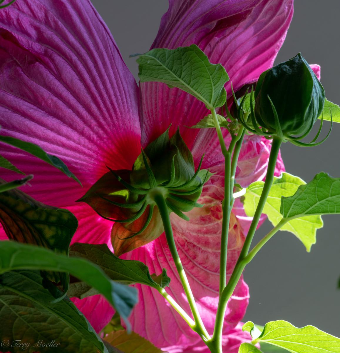 Hibiscus Plant