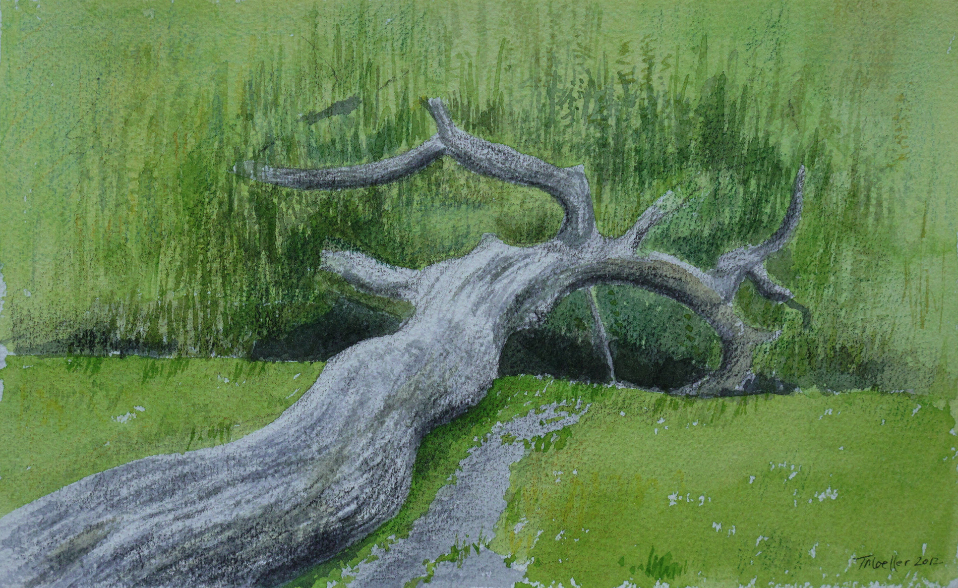 Sketchbook page "Overturned Willow at Park Vondel, Amsterdam"     6" X 10"     watercolor