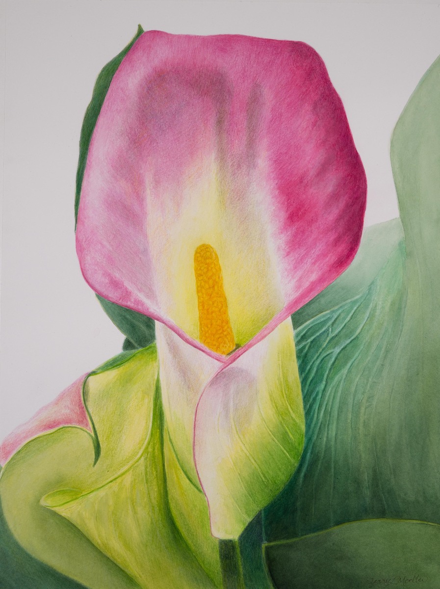 Calla Lily  11" X 15"  Watercolor and Colored Pencil on Hot Press Watercolor Paper