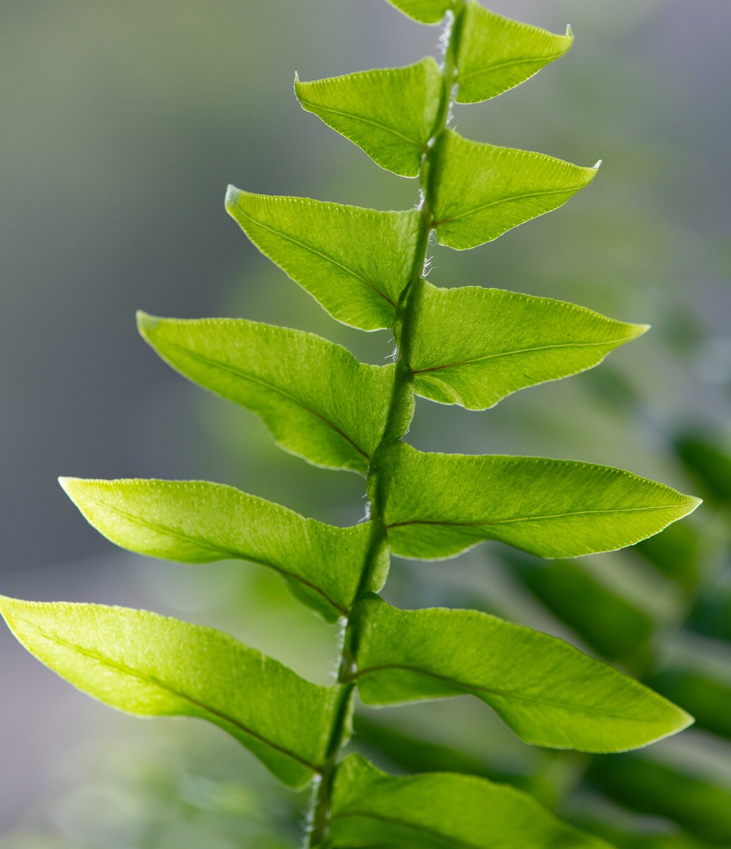 Fern in Sunlight