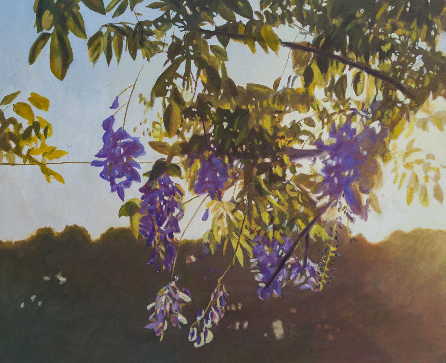 "Wisteria in Sunlight"  20" X 24"  oil on canvas