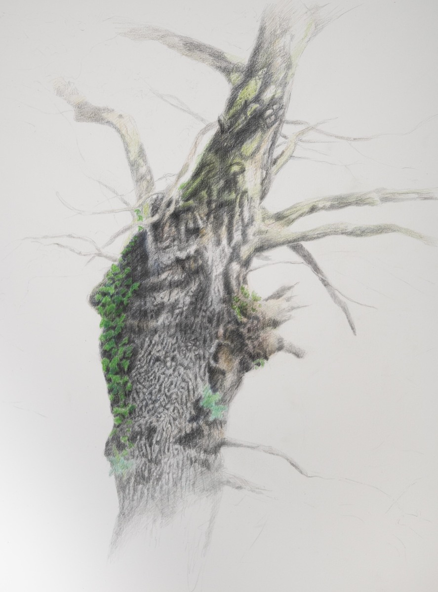 An Old Basque Beech Tree  12" X 16"  Graphite, Watercolor, and Colored Pencils on Hot Press Watercolor Paper