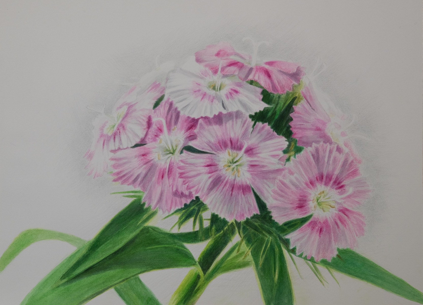 Sweet William Dianthus Flower  11" X 15" Watercolor and Colored Pencil on Hot Press Watercolor Paper