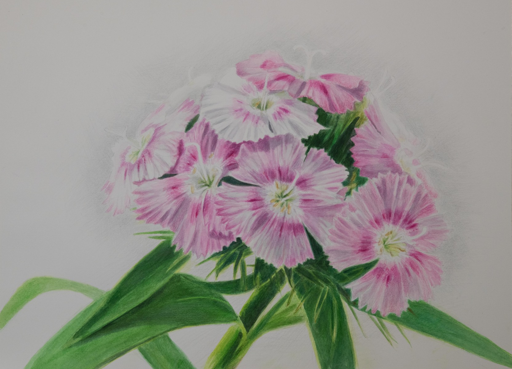 Sweet William Dianthus Follower  11" X 15" Watercolor and Colored Pencil on Hot Press Watercolor Paper