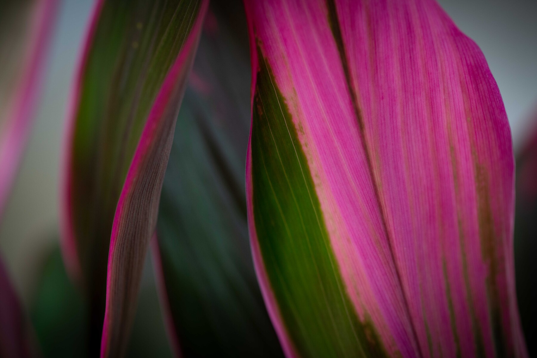 Ti Leaf Plant
