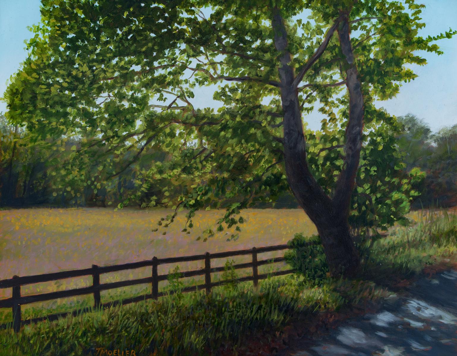 "Tree by the Meadow"  11" X 14"  oil on panel