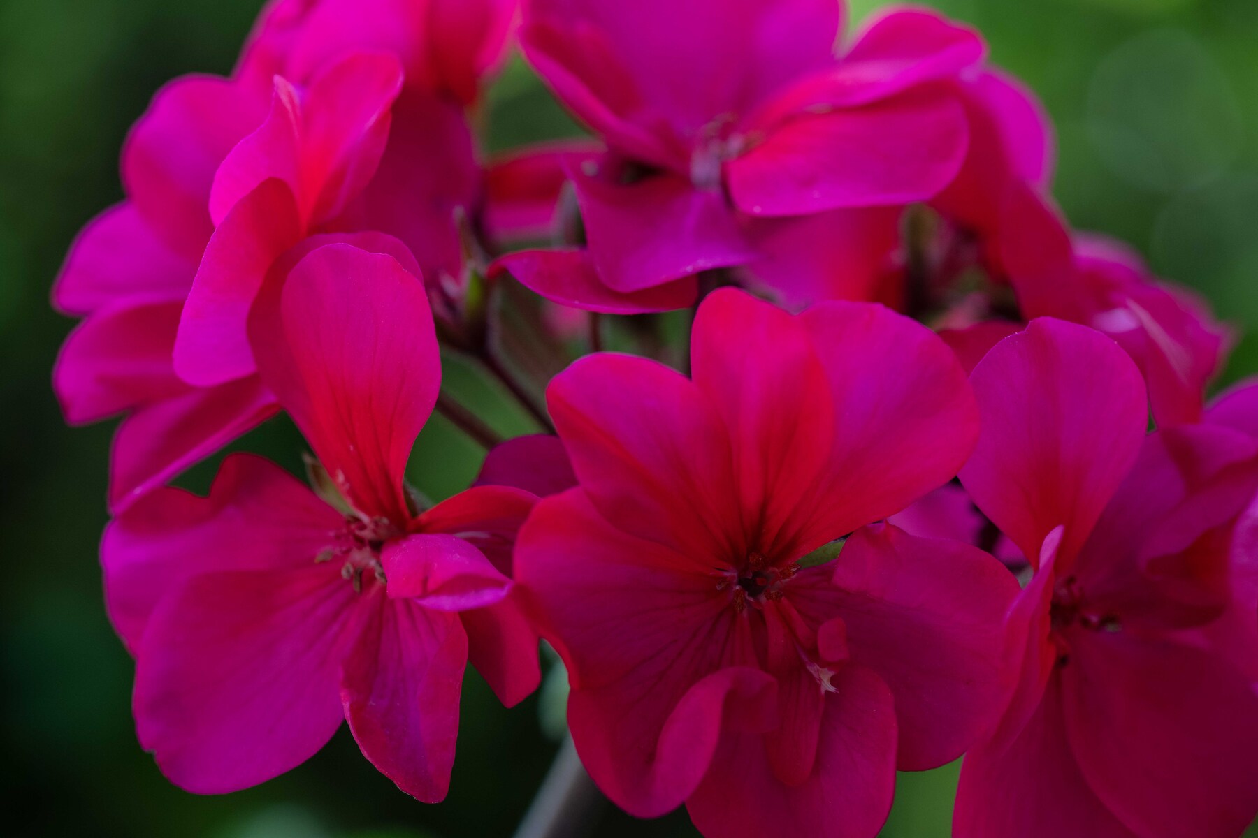 Geranium Flower in Sunlight  Photograph