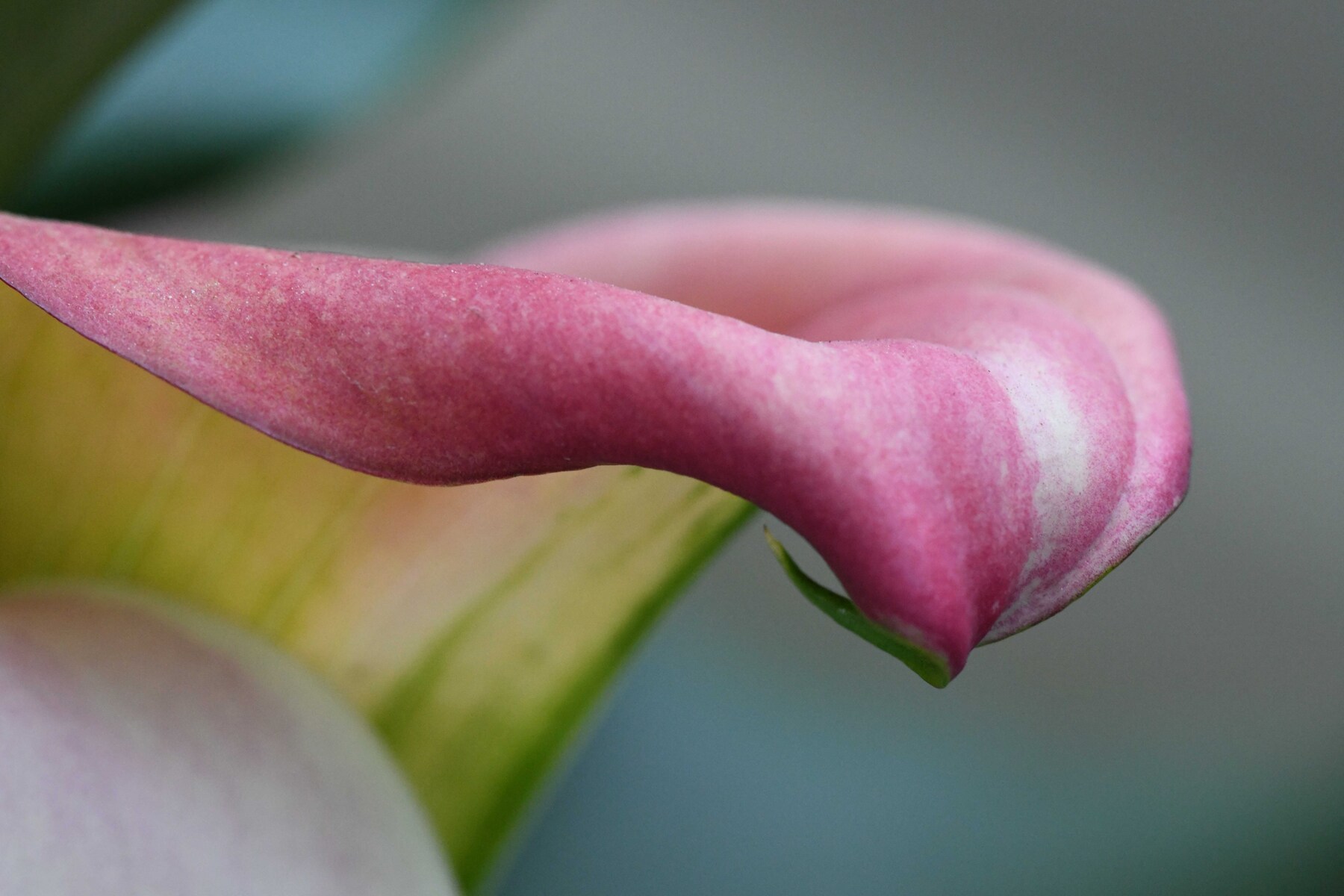 Calla Lily Flower Photographed with a Macro Lens