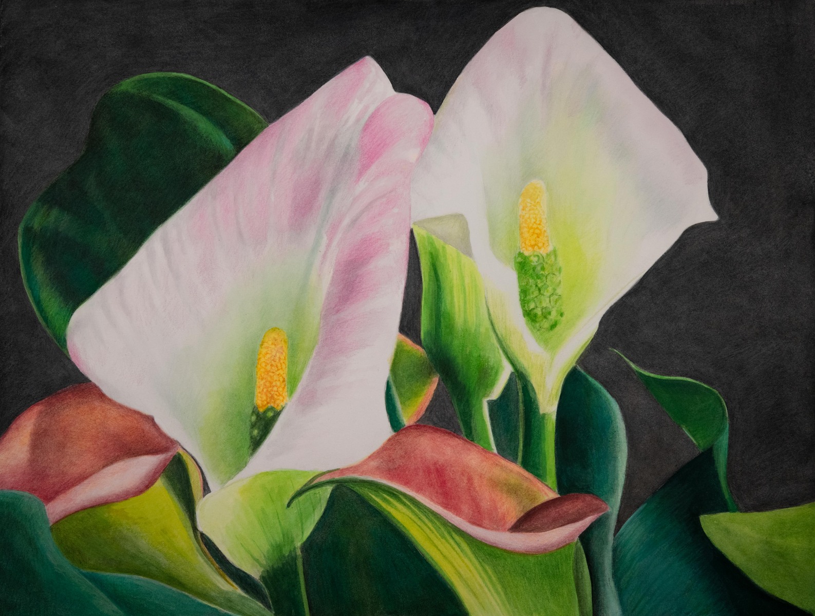 Calla Lilies  12" X 16"  Watercolor and Colored Pencils on Hot Press Watercolor Paper